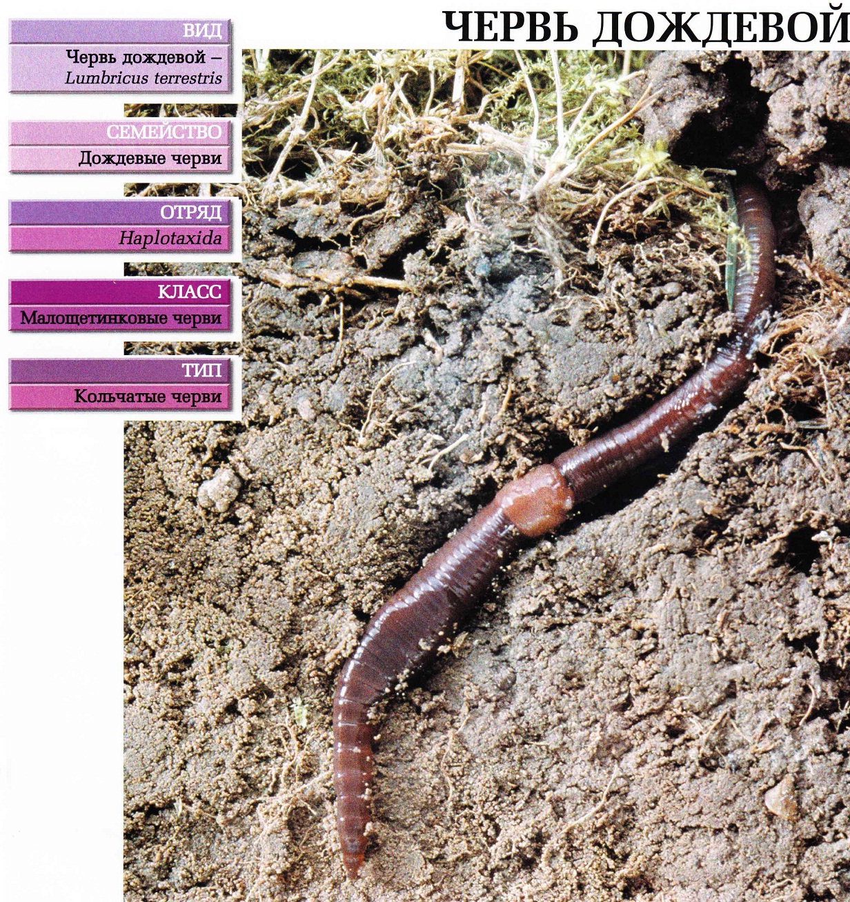 Систематика (научная классификация) червя дождевого. Lumbricus terrestris.