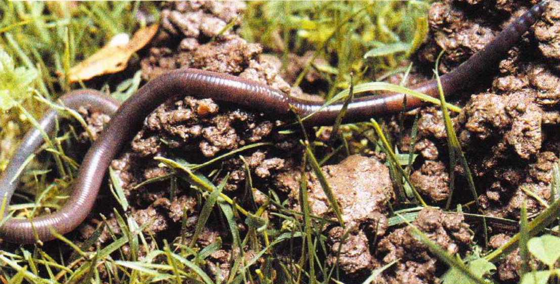 Дождевой червь любит рыхлило почву, в которой легко прокладывать подземные ходы.