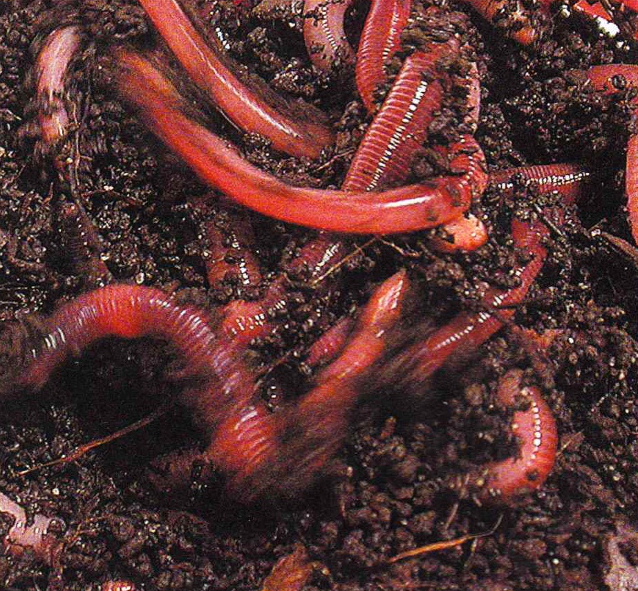 На 1 м<sup>2</sup> почвы обитают до 700 дождевых червей.