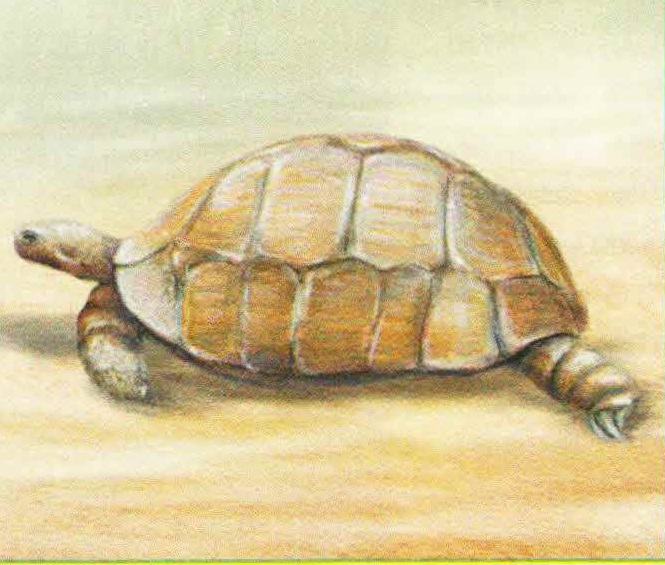 Шпороносная черепаха (Geochelone sulcata).