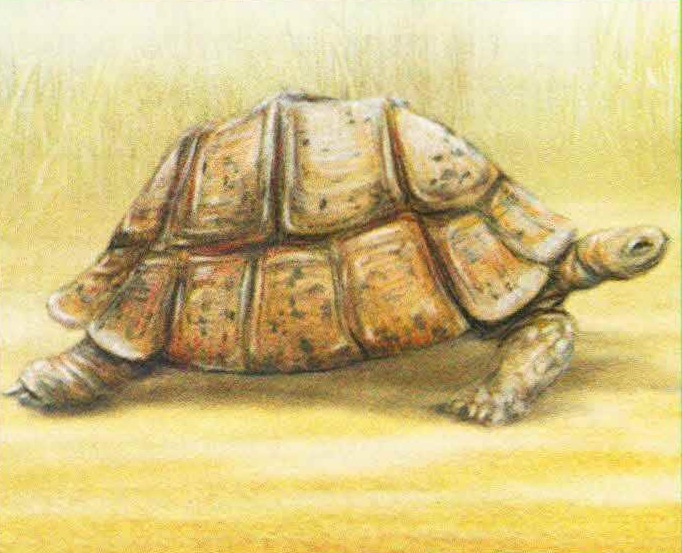 Пантеровая черепаха (Geochelone pardalis).
