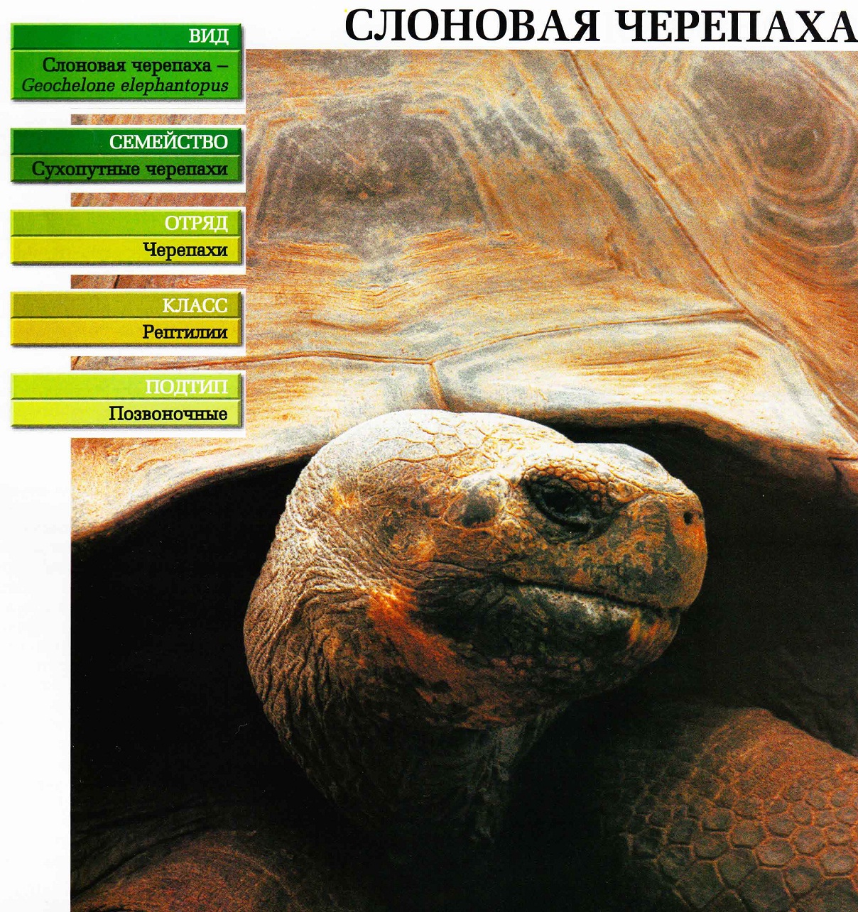 Систематика (научная классификация) черепахи слоновой. Geochelone elephantopus.