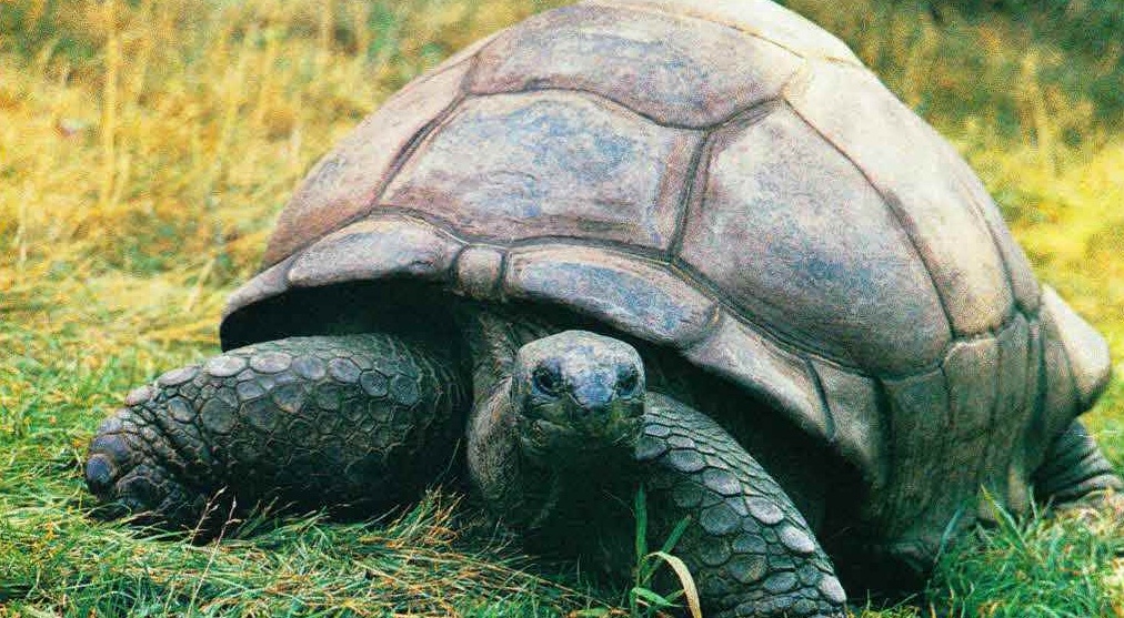 Популяции слоновых черепах, населяющие соседние острова Галапагосского архипелага, отличаются друг от друга формой панциря и окраской.