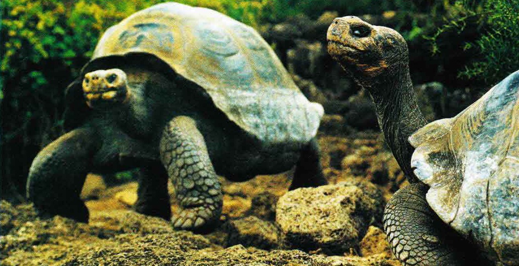 Охваченный любовной страстью самец с небывалой для черепахи резвостью прочесывает остров в поисках дамы сердца.