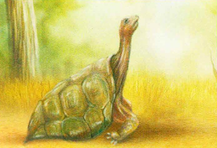 Собравшись отдохнуть, черепаха ложится на пластрон и время от времени высоко поднимает голову, чтобы осмотреть окрестности.