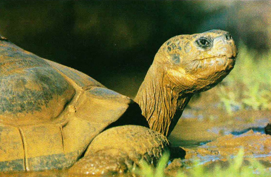 Ночи на Галапагосах холодные, и чтобы не продрогнуть до костей, черепахи ночуют в воде или жидкой грязи, которая дольше сохраняет дневное тепло.