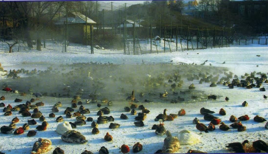 Работа московского зоопарка в самый холодные день года.
