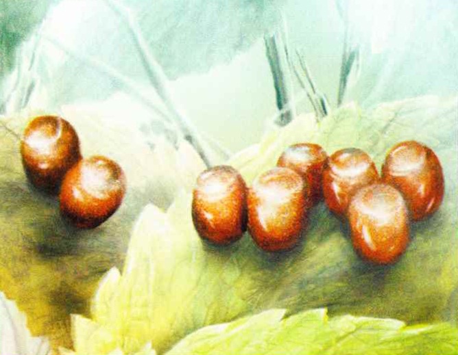 Темно-коричневые яйца щитника уложены на зеленом листе крышечками вверх.