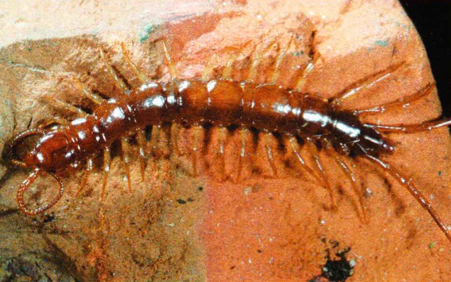 Большинство видов, принадлежащих к семейству костянковых, имеют красновато-коричневое тело, зачастую покрытое темными поперечными полосками.