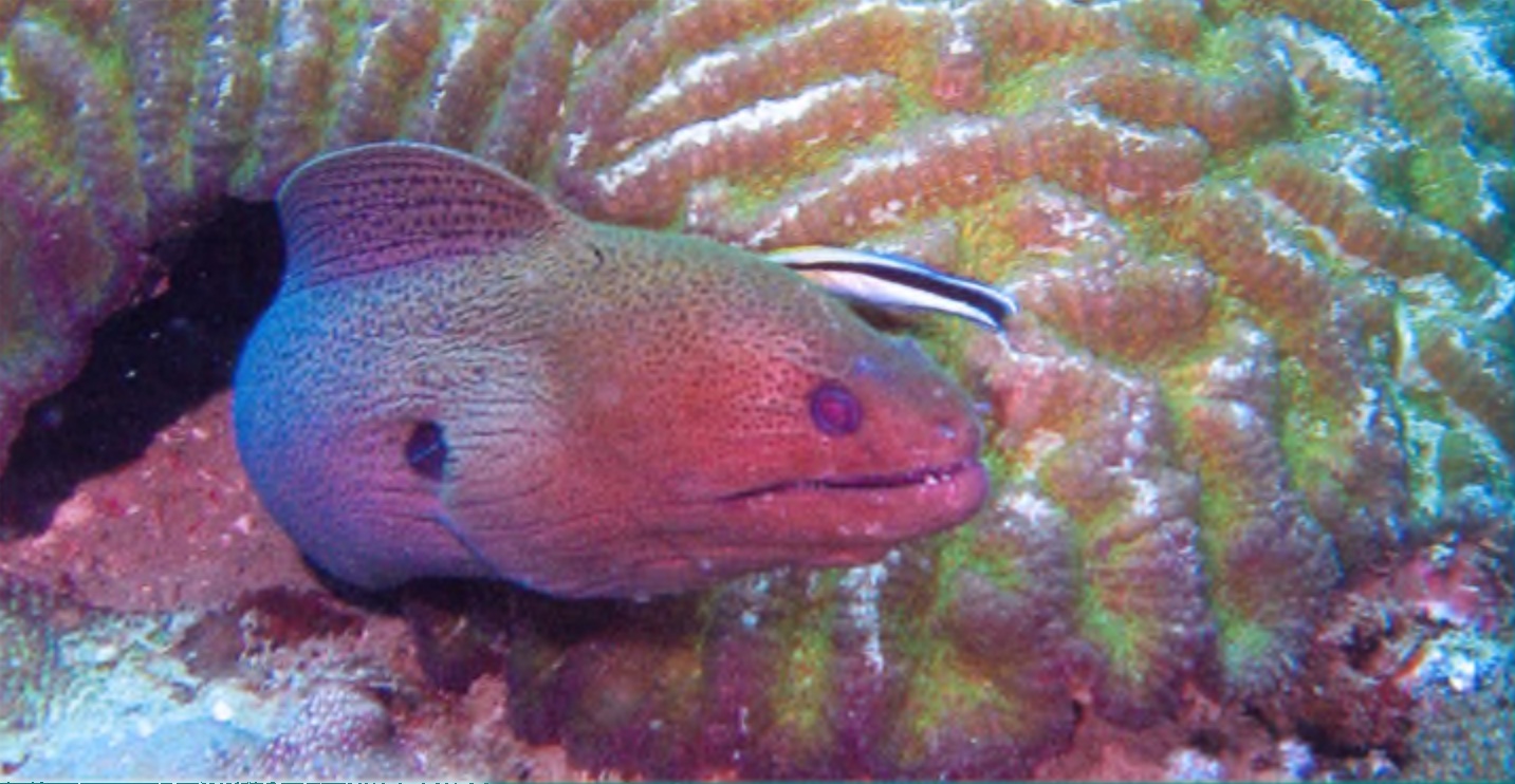 Мурена и рыбка-чистильщик губанчик голубой Labroides dimidiatus.