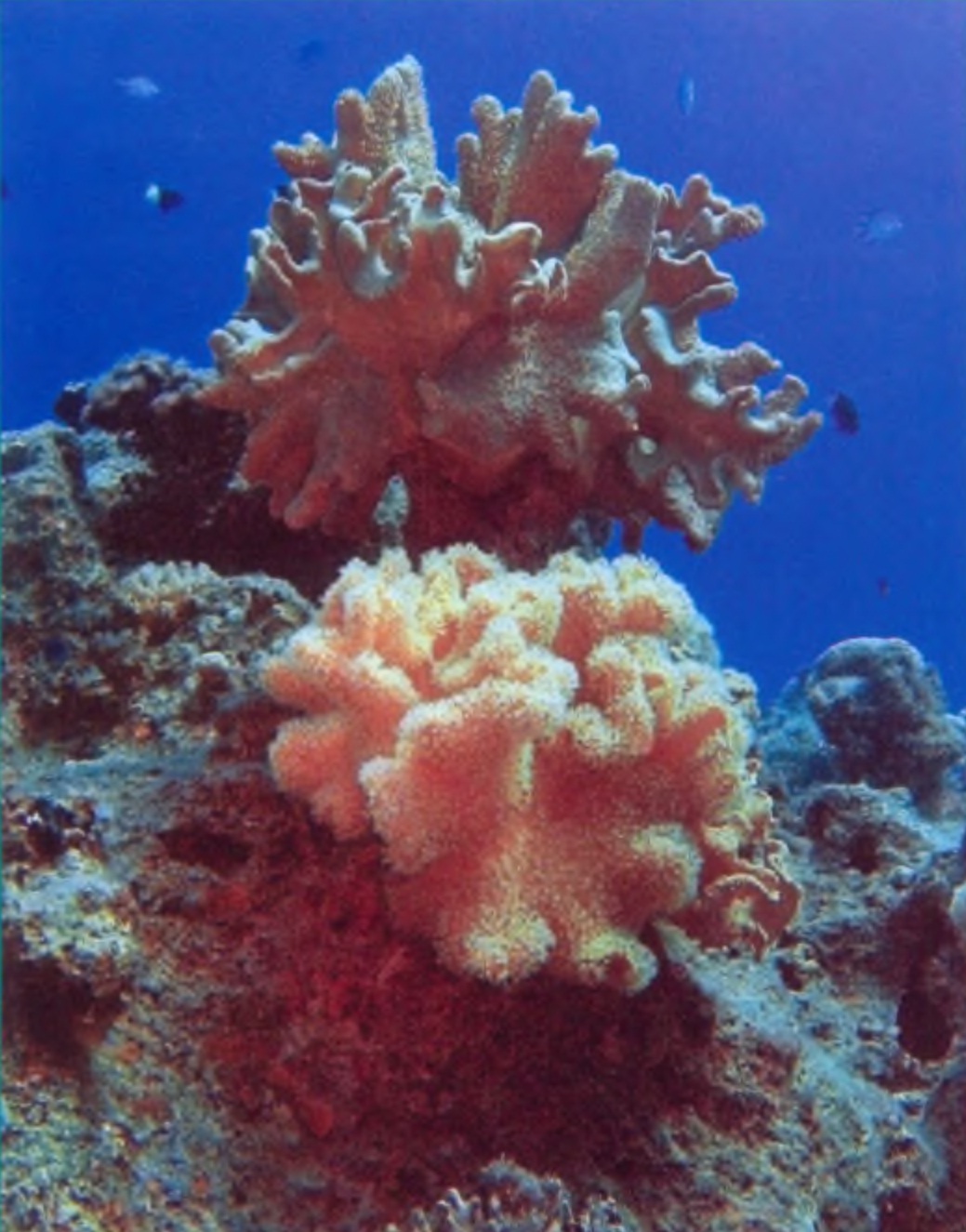 Мягкий коралл саркофитон.