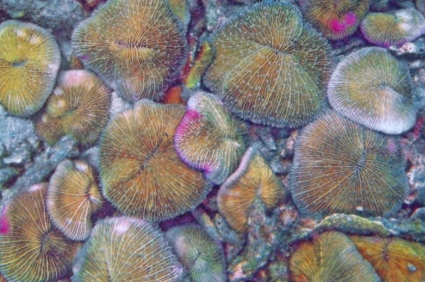 Грибовидный коралл фунгия.