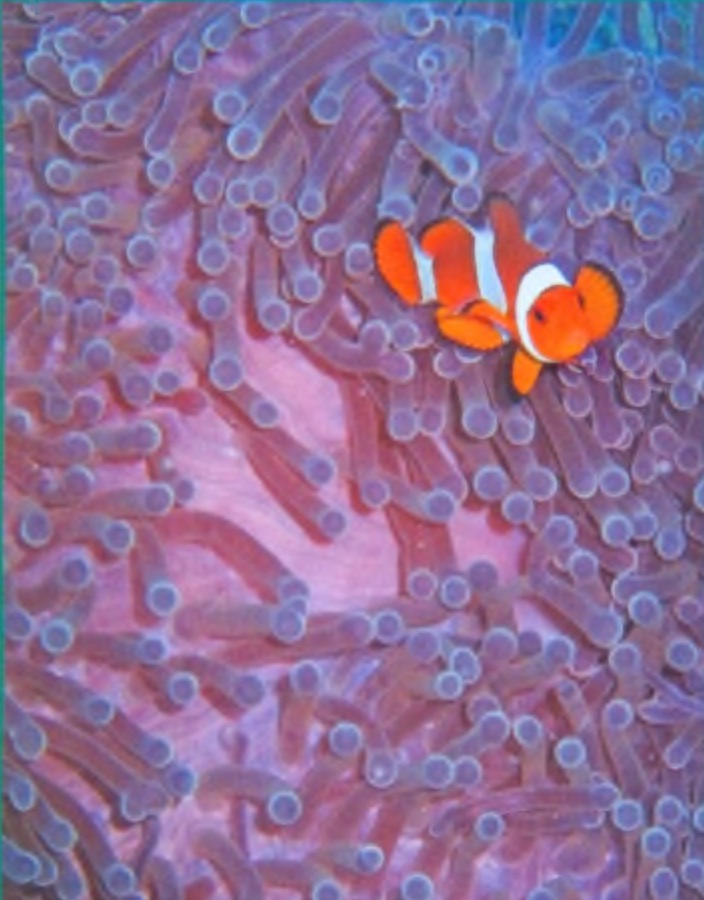 Пузырчатая актиния магнифика и рыбка-клоун.