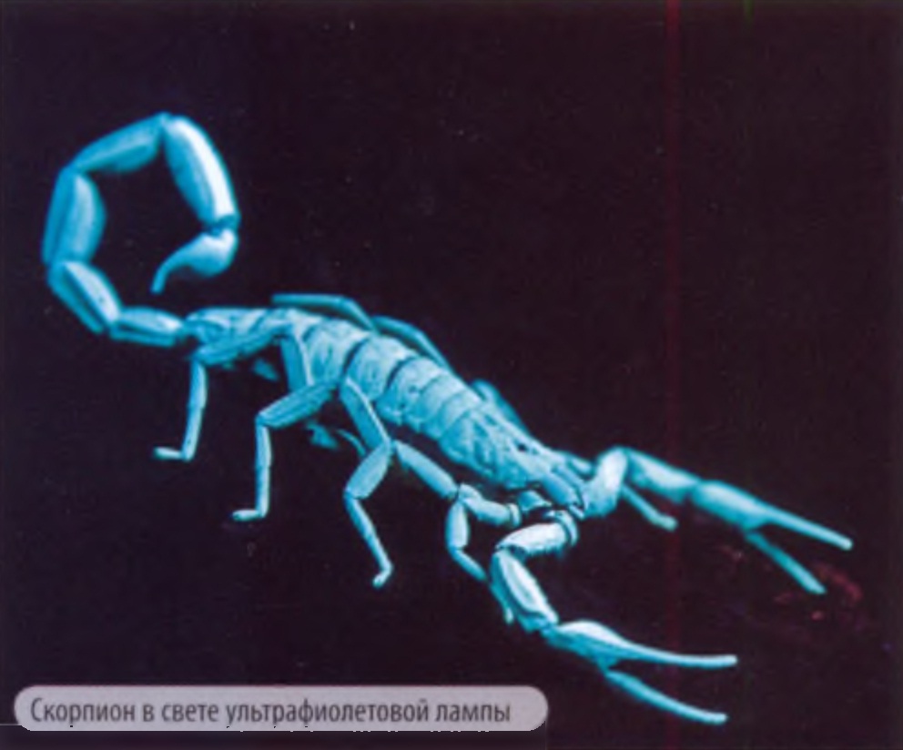 Скорпион в свете ультрафиолетовой лампы.