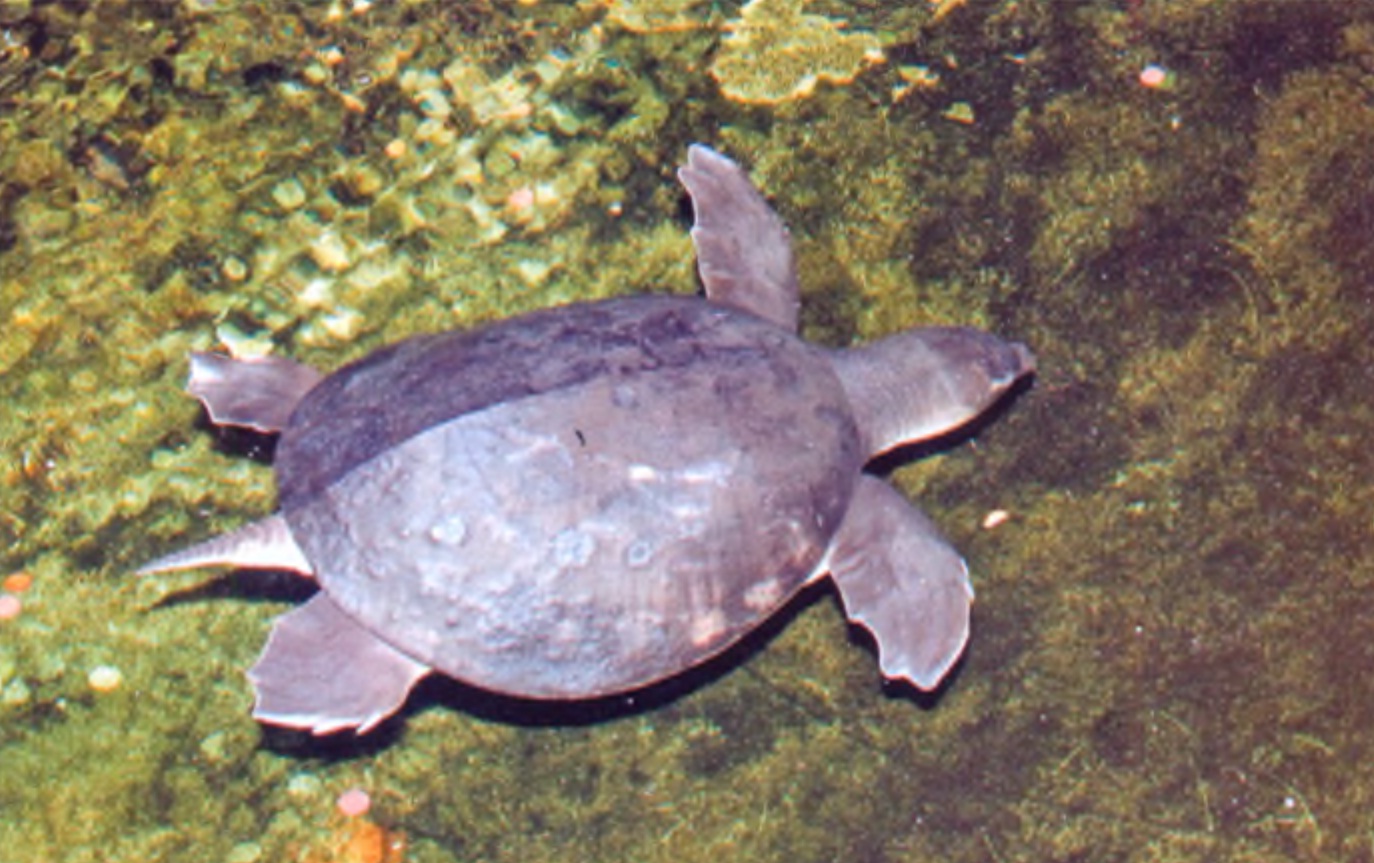 Двухкоготная черепаха (Carettochelys insculpta).
