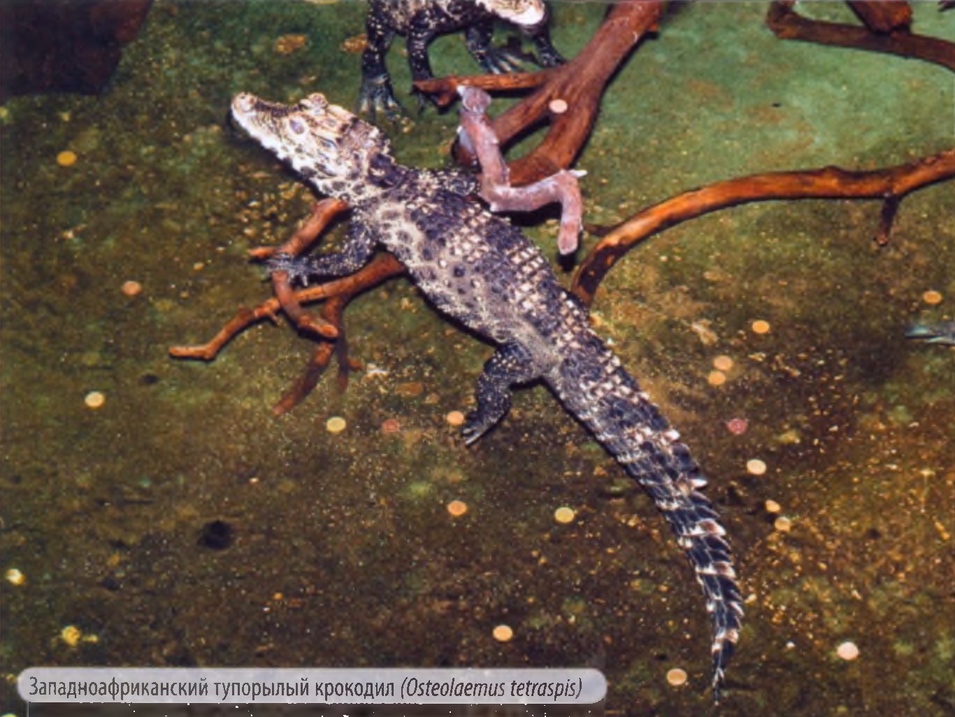 Западноафриканский тупорылый крокодил (Osteolaemus tetraspis).