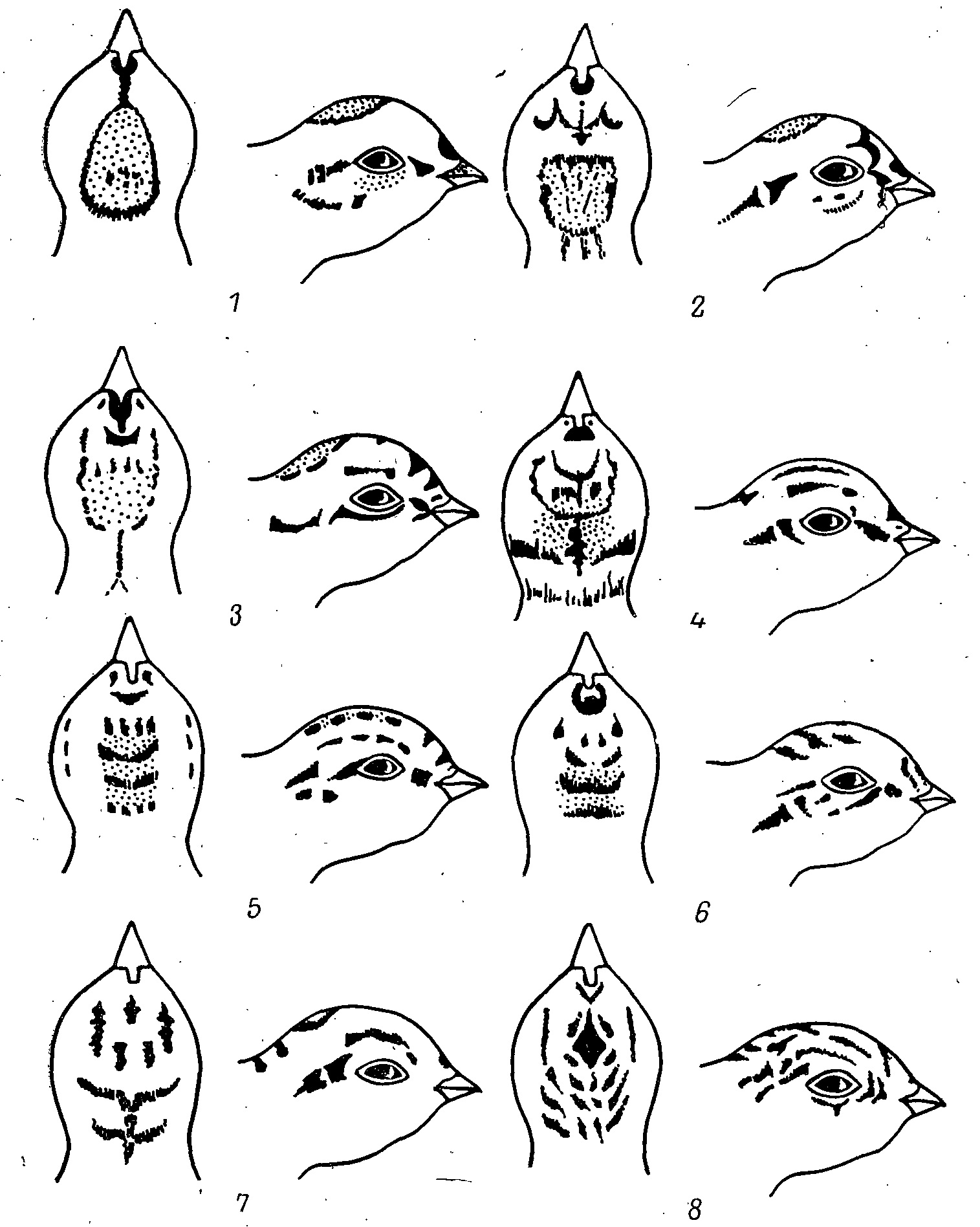 Рис. 1. Узоры на голове пуховых птенцов. 1 — Lagopus mutus; 2 — L. leucurus; 3 — Tetrao urogalloides; 4 — T. urogallus; 5 — Dendragapus fuliginosus; 6 — D. obscurus; 7 — Tympanuchus phasianellus; 8 — Centrocercus urophasianus.