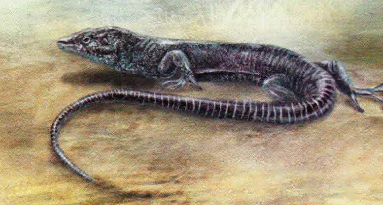 Балеарская ящерица (Podarcis lilfordi).