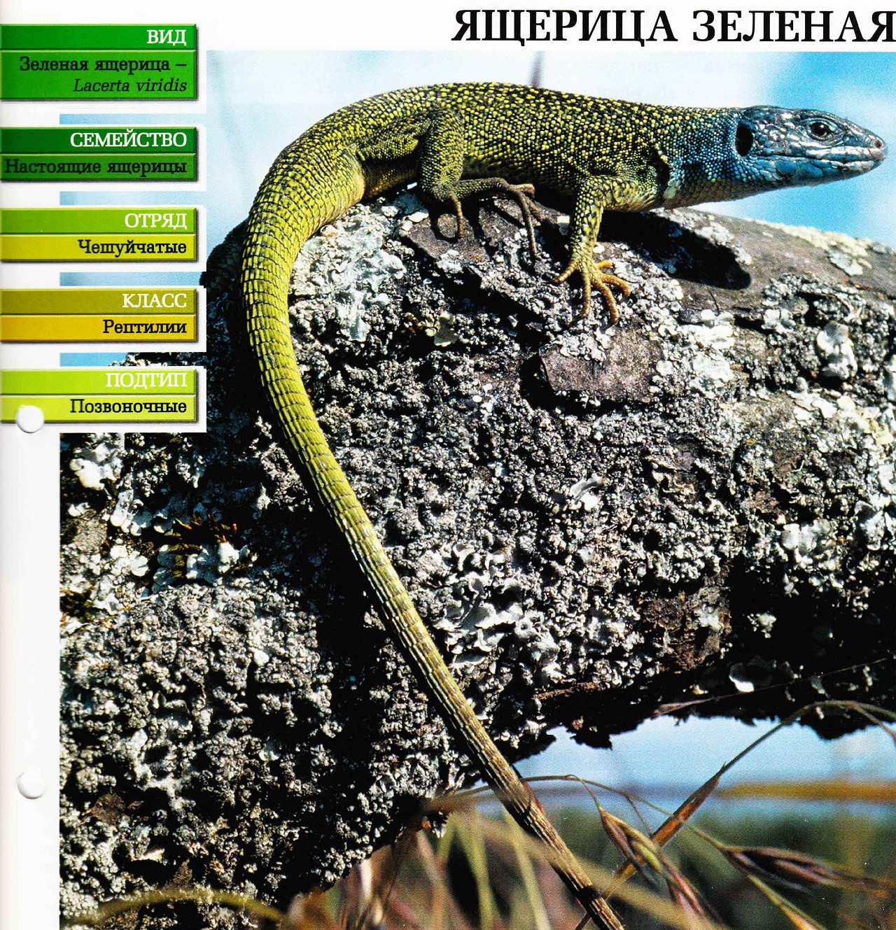 Систематика (научная классификация) зелёной ящерицы. Lacerta viridis.