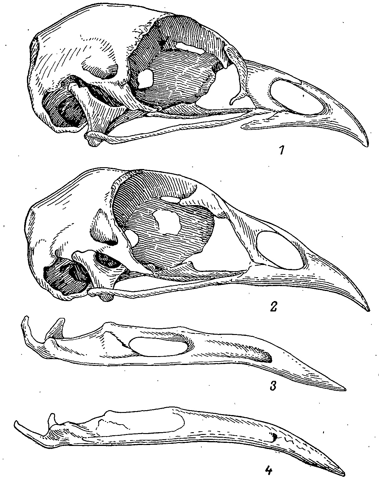 Рис. 1. Черепа тетеревиных (Lyrurus tetrix, 1, 3) и фазановых птиц (Phasianus colehicus, 2, 4). 1,2 — череп; 3, 4 — нижняя челюсть.