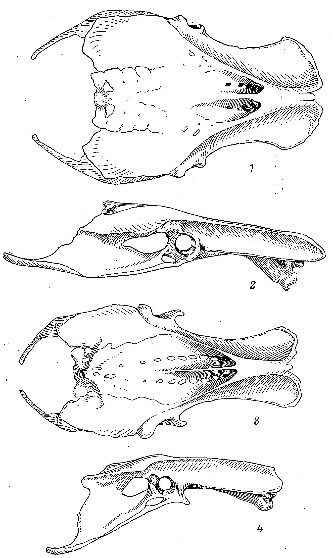 Рис. 4. Таз тетеревиной (Tetrao urogalloides, ♀, 1, 2) и фазановой (Phasianus colchicus, ♂, 3, 4) птиц. 1,3 — вид сверху; 2, 4 — вид сбоку.
