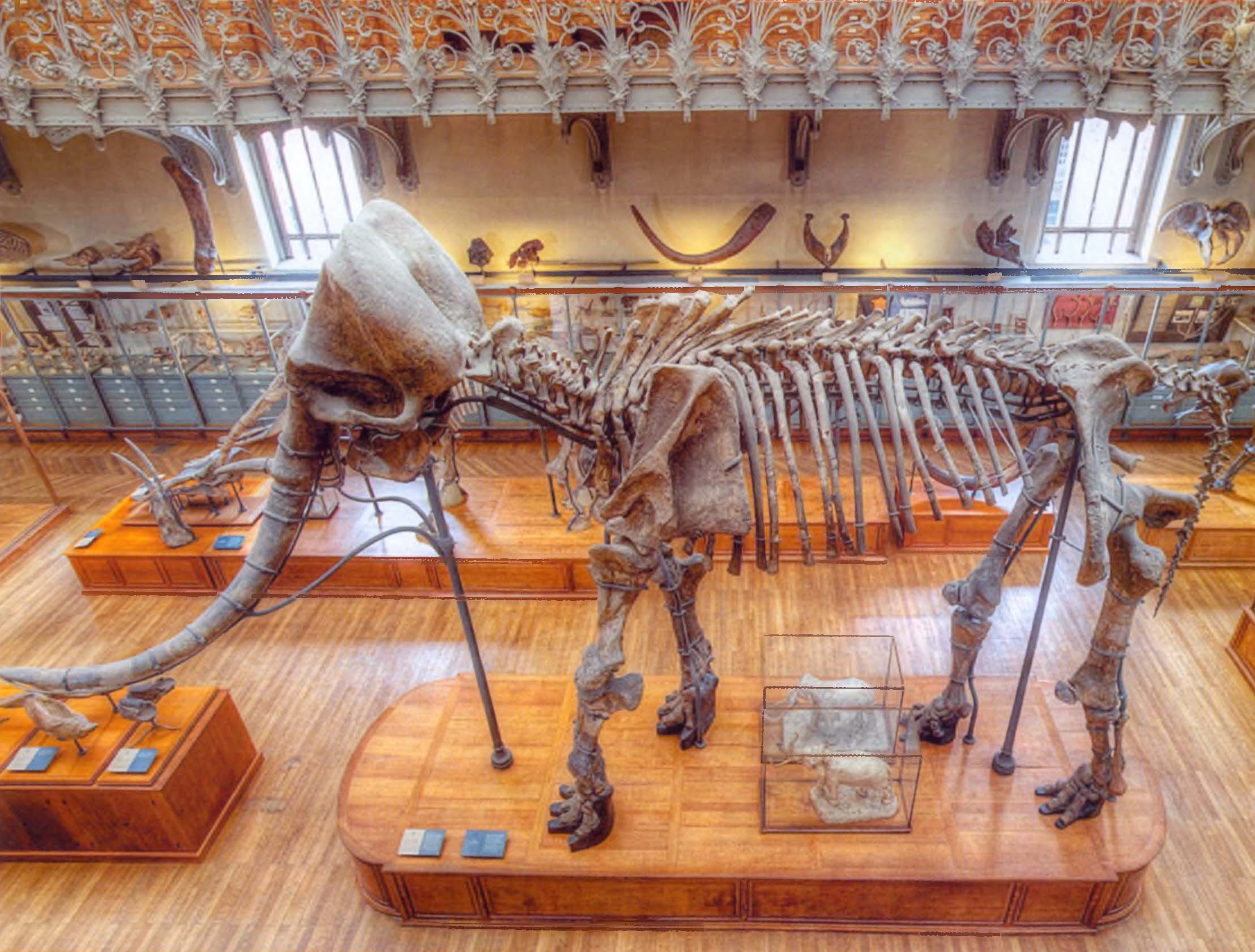 Музейный экспонат – скелет мамонта.