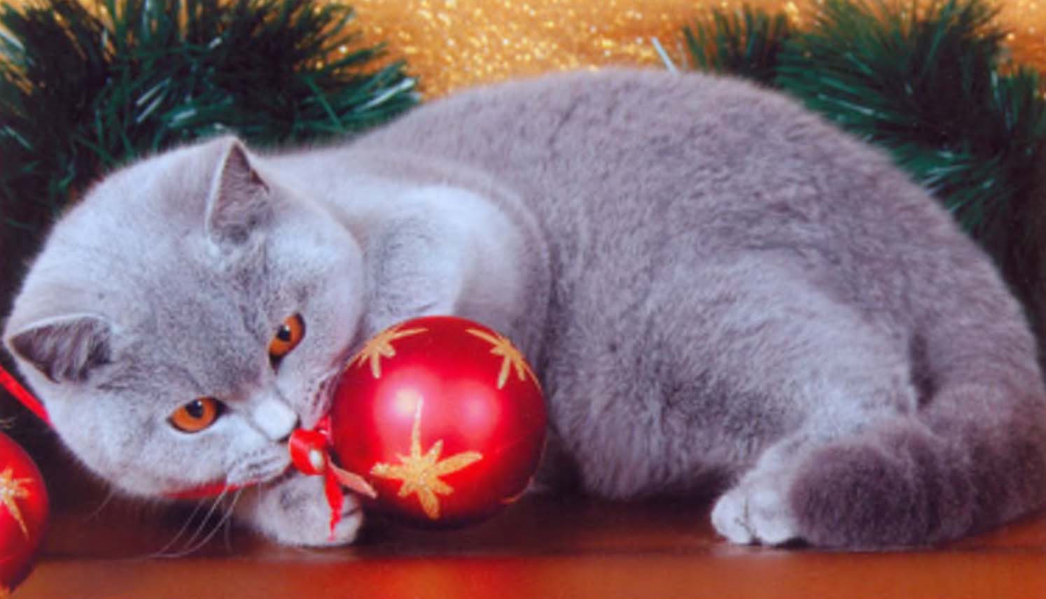 Серый кот с праздничной игрушкой.