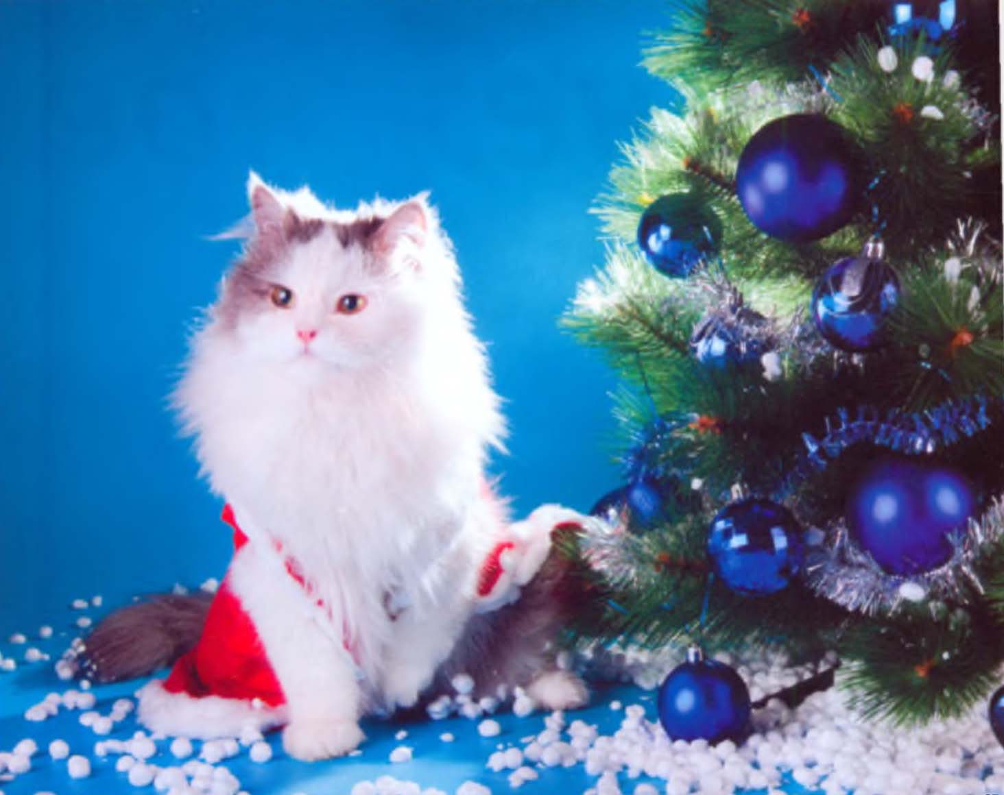 Кошка с новогодней елью.