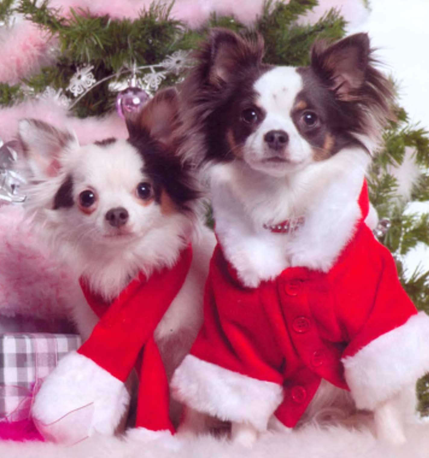 Собаки в костюме Деда Мороза.
