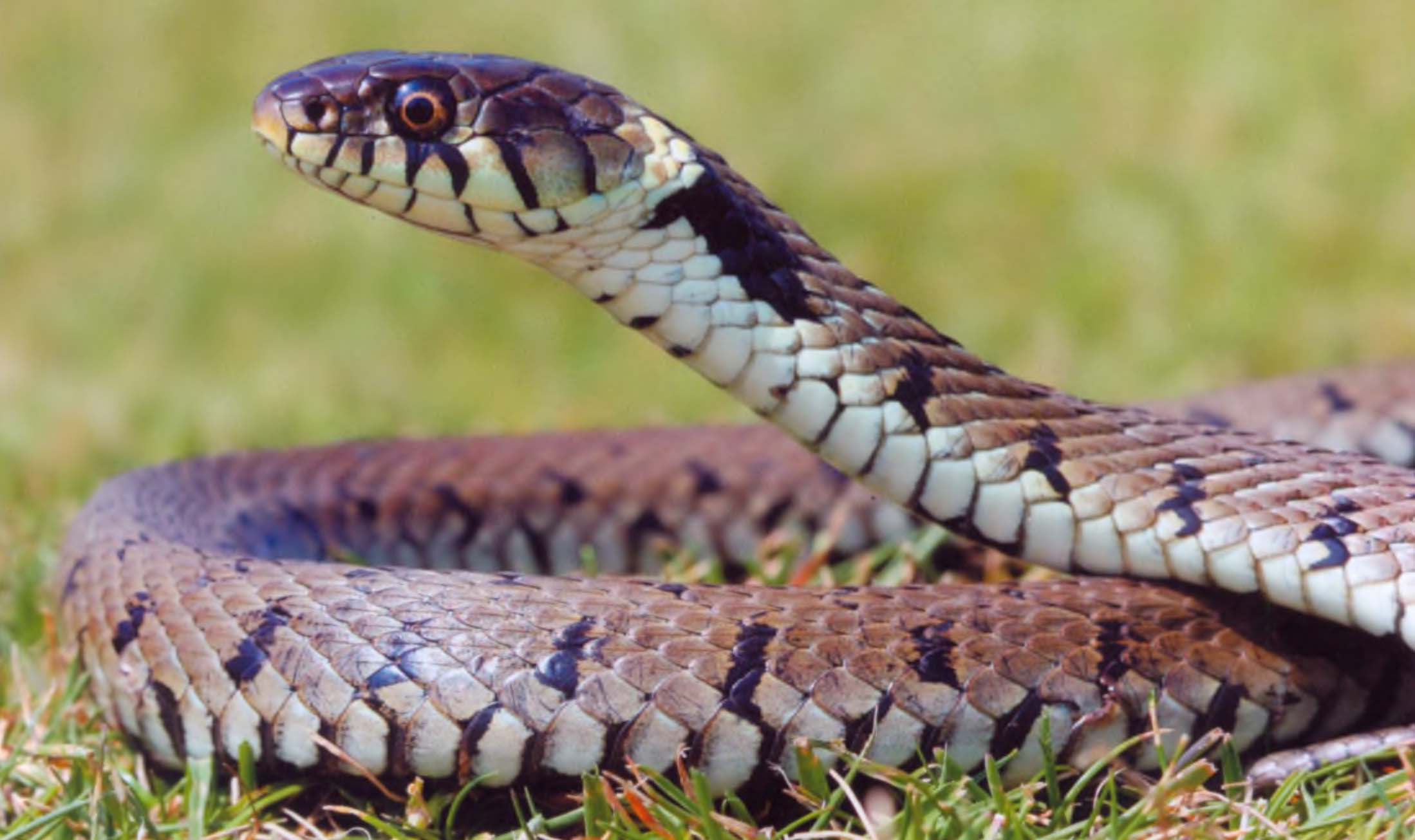 Какие бывают змеи? Их разновидности и классификация.