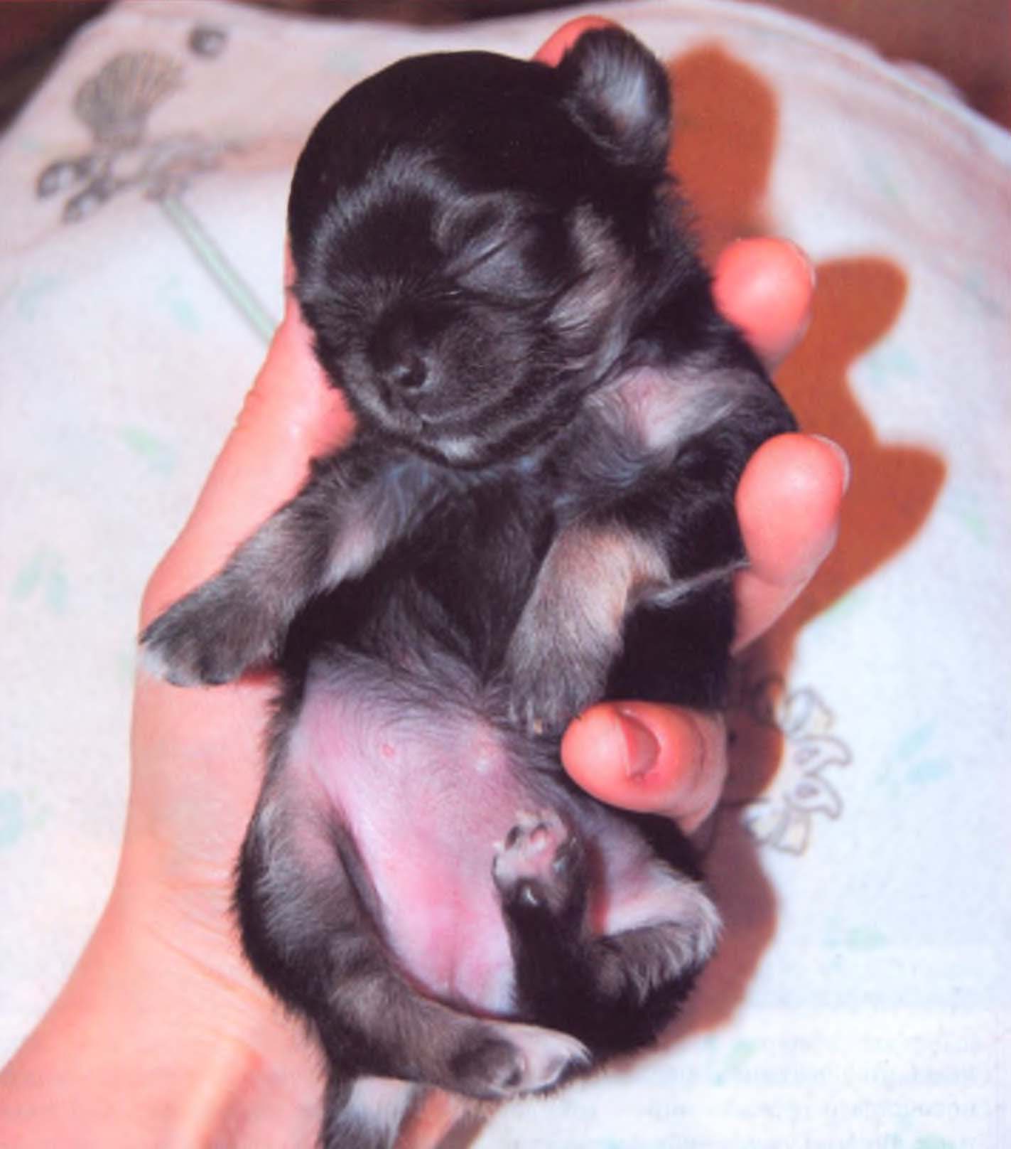 Чёрный щенок чихуахуа.