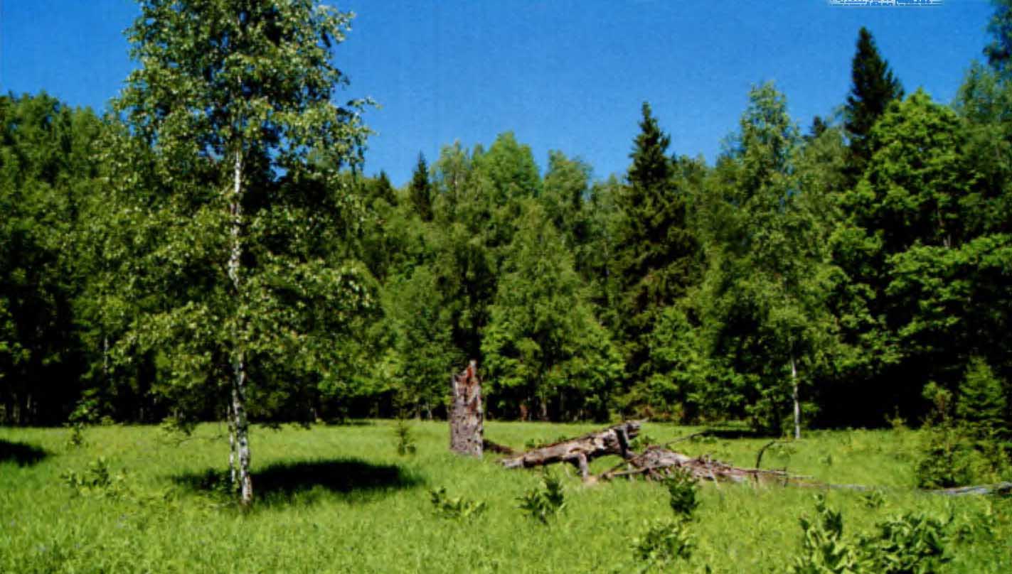 Лесная поляна в долине Таденки — биотоп мнемозины.