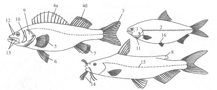 Определитель рыб Черного моря. Все рыбы Чёрного моря.