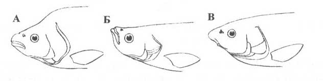 Рис. 5. Разное положение рта рыб: А — конечный рот; Б - верхний рот; В - нижний рот.