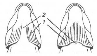 Рис. 7. Типы прикрепления жаберных перепонок: 1 — жаберная перепонка; 2 — межжаберный промежуток.