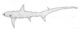 Семейство Alopiidae (Лисьи акулы).
