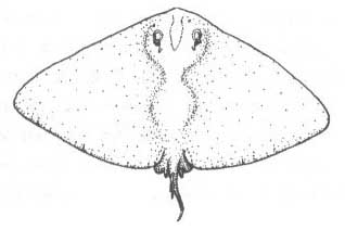 Семейство Gymnuridae (Скаты-бабочки).