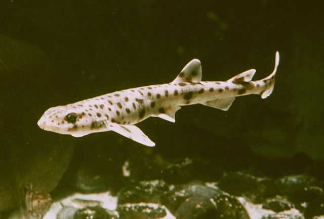 Scyliorhinus canicula - кошачья акула.