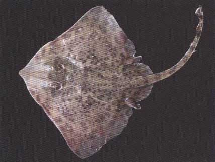 Отряд rajiformes - скатообразные Чёрного моря.