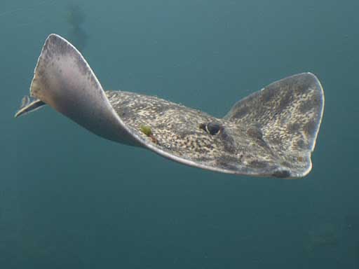 Raja clavata Linnaeus - черноморский шиповатый скат или морская лисица.
