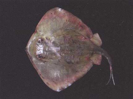 Морской кот - Dasyatis pastinaca.