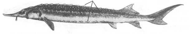 Семейство Acipenseridae (Осетровые).