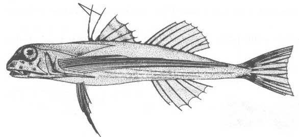 Семейство Dactylopteridae (Долгоперовые).