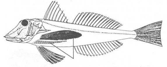 Семейство Triglidae (Тригловые).