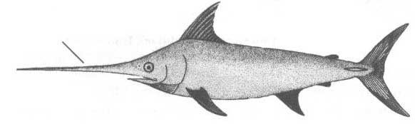 Семейство Xiphiidae (Меч-рыбы).