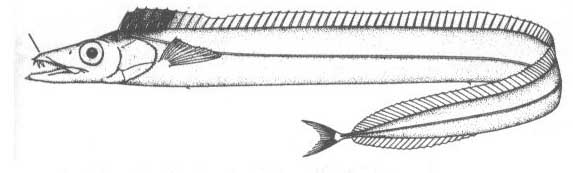 Семейство Trichiuridae (Волосохвостые).