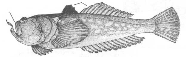 Семейство Uranoscopidae (Звездочетовые).