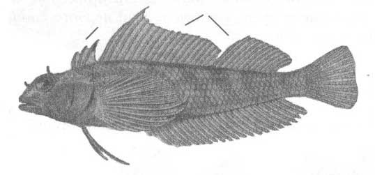Семейство Tripterygiidae (Троеперые).