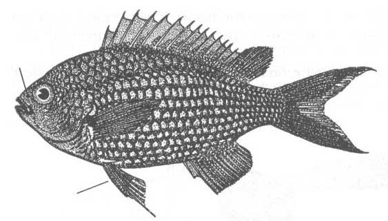 Семейство Pomacentridae (Помацентровые).