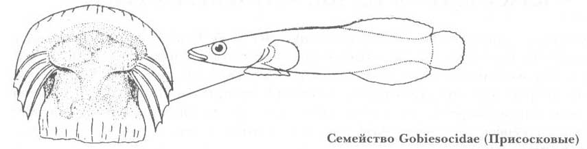 Семейство Gobiesocidae (Присосковые).